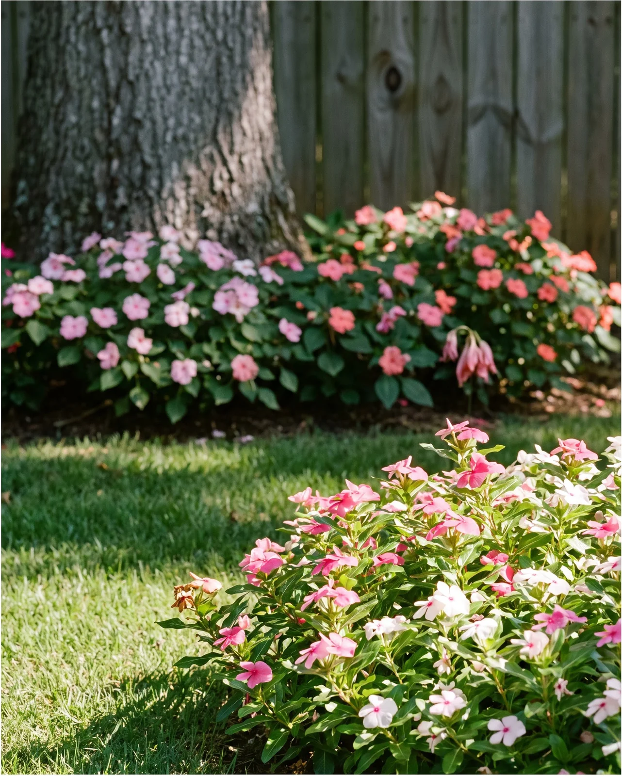 Annual vinca blooming in a sunny bed beside impatiens blooming in the shade of a tree in the same yard