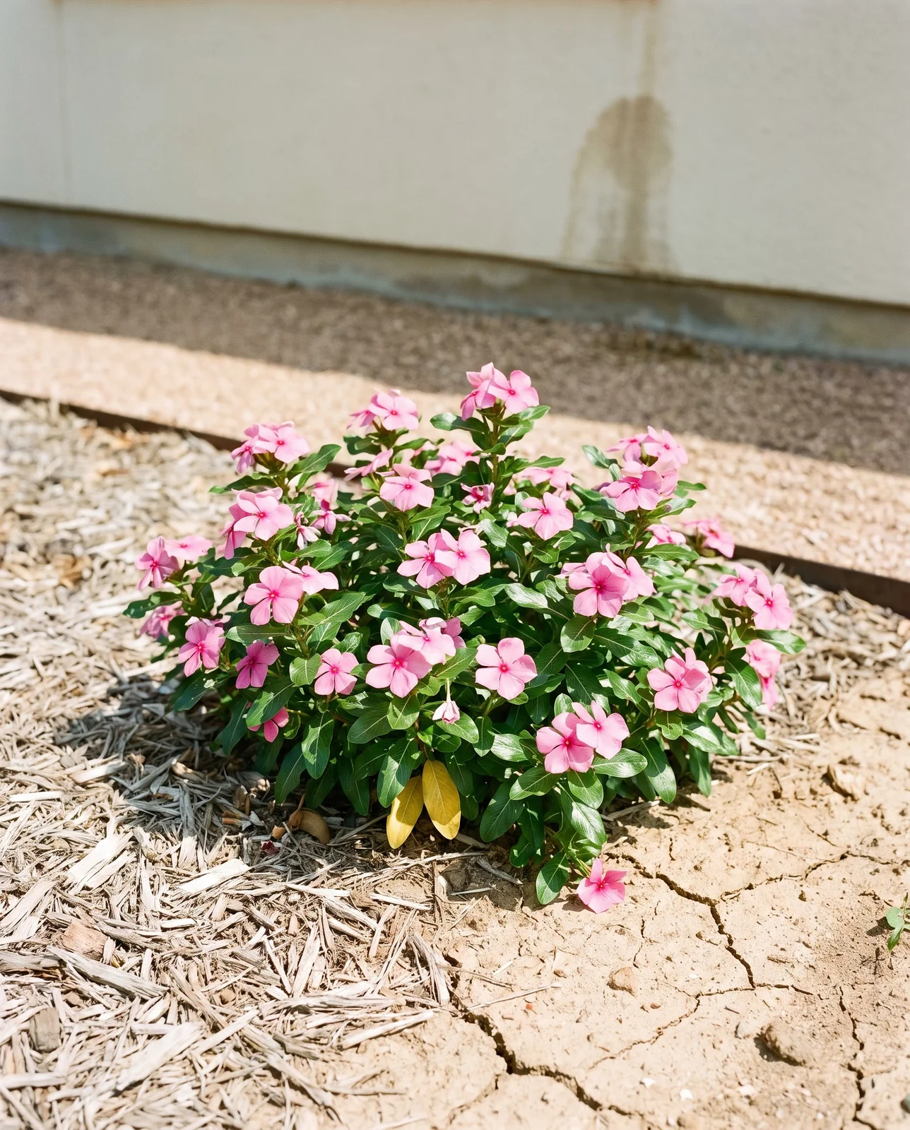Annual vinca in full bloom in dry pale mulch with cracked soil showing and no irrigation in a hot bed