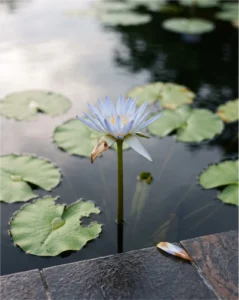water lily gallery tropical blue above water