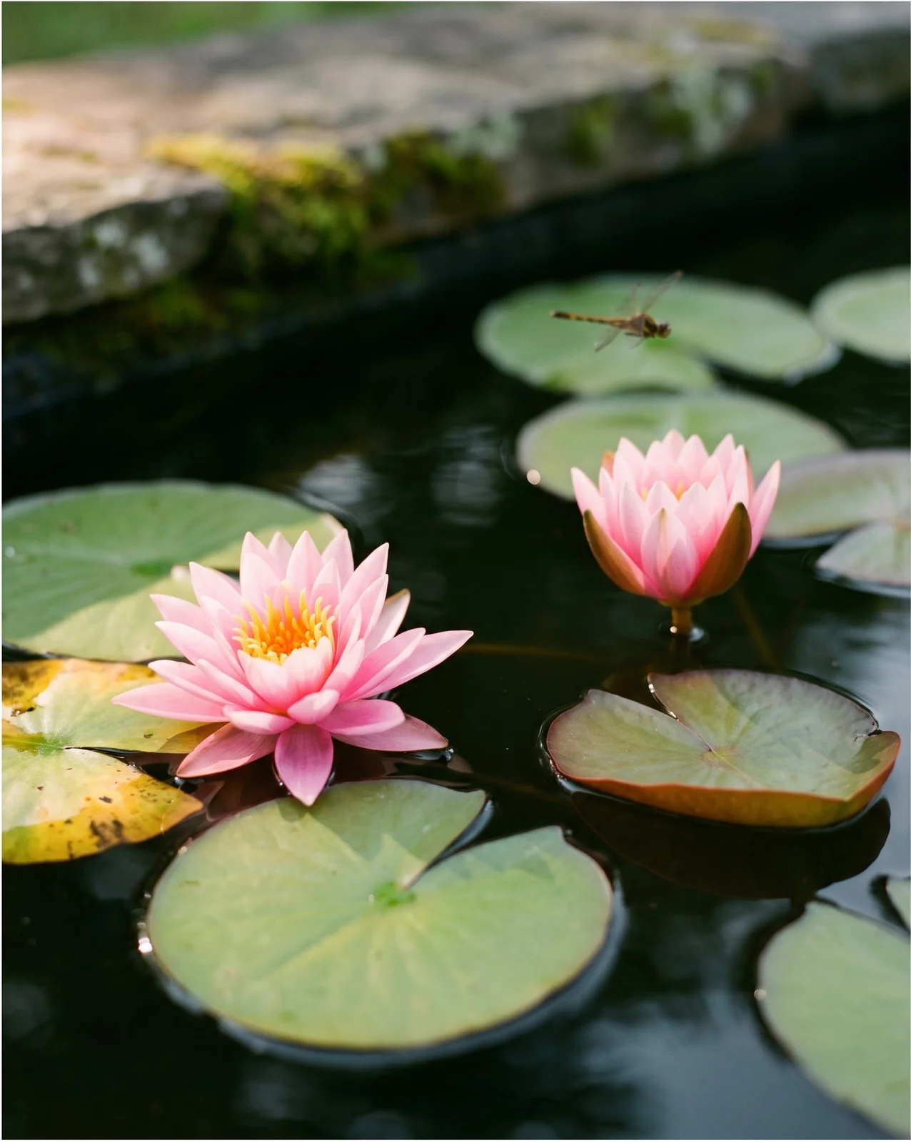 Two water lily flowers on one pond, one open wide in morning light and one half closed in afternoon light