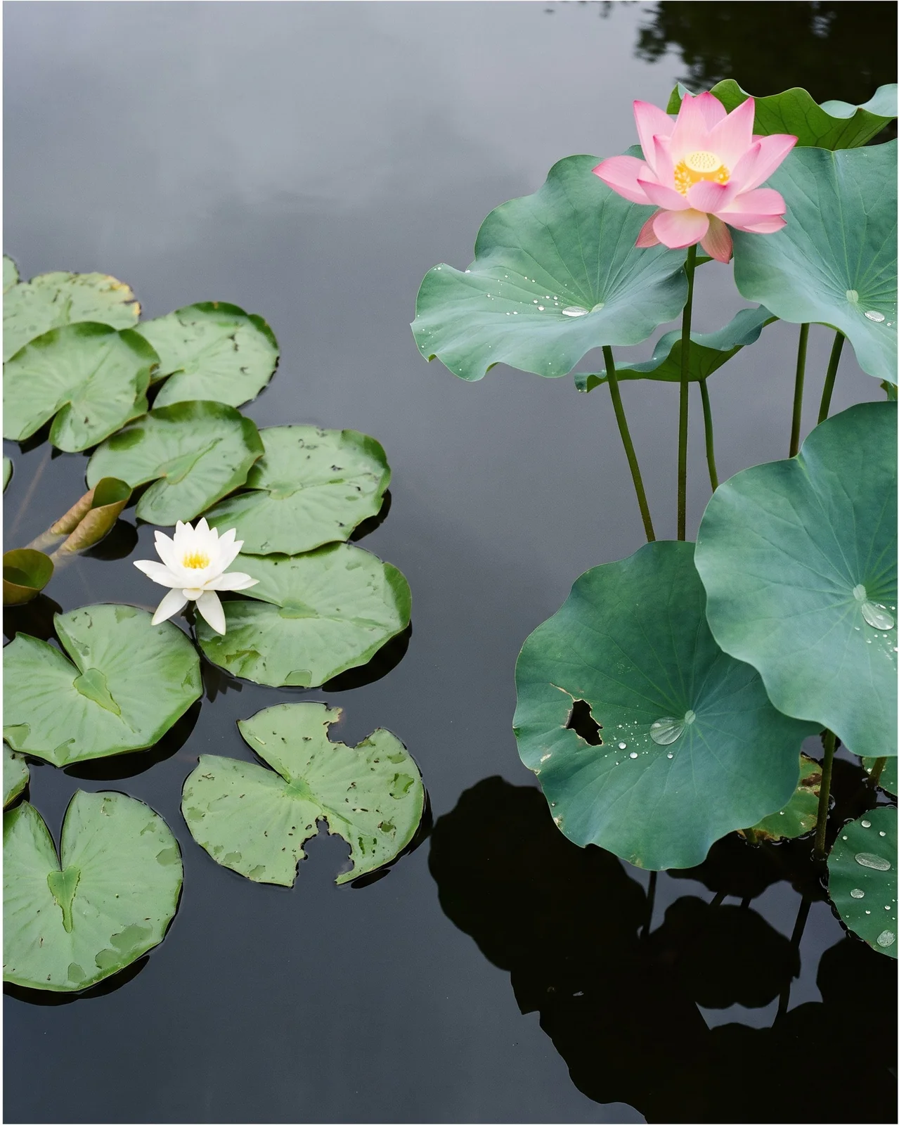 A water lily floating flat on the water beside a lotus with leaves and flower standing above the surface on one pond