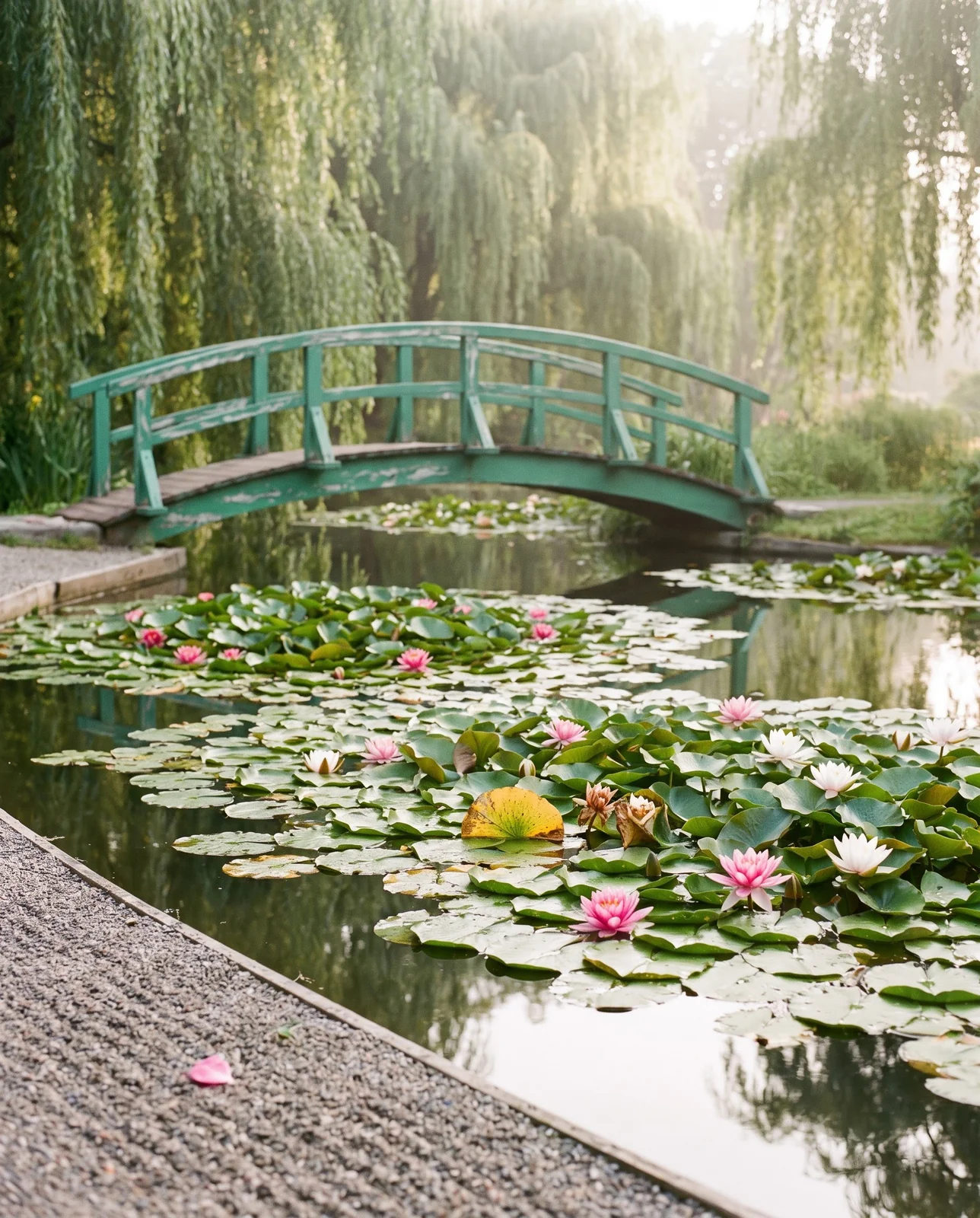 A garden pond with water lilies and a small arched wooden bridge with willows behind in soft light