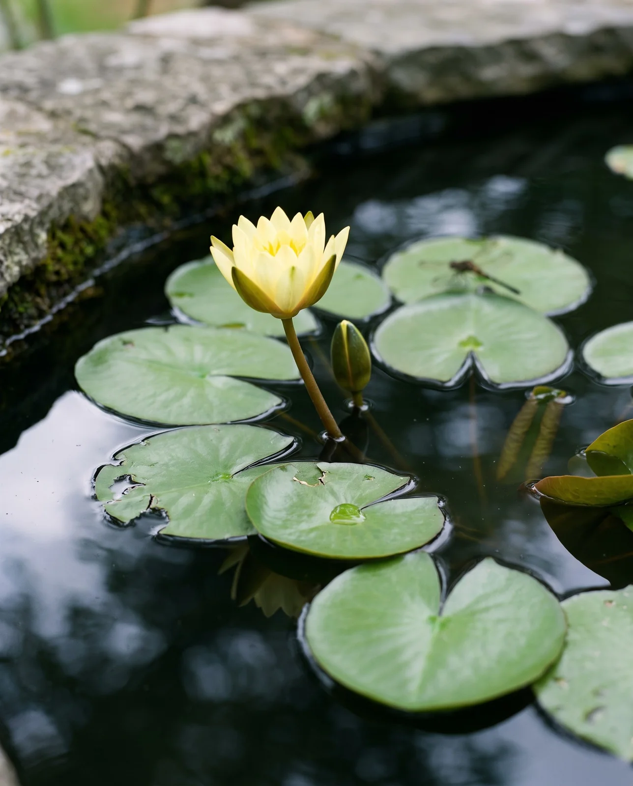 A hardy water lily with its yellow flower standing above the water on a stem among floating pads