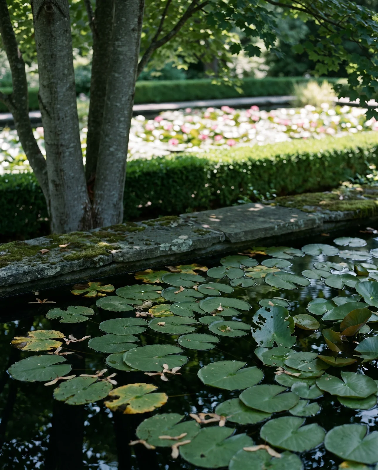 A shady garden pond under trees covered in water lily pads with no flowers and a sunlit pond beyond