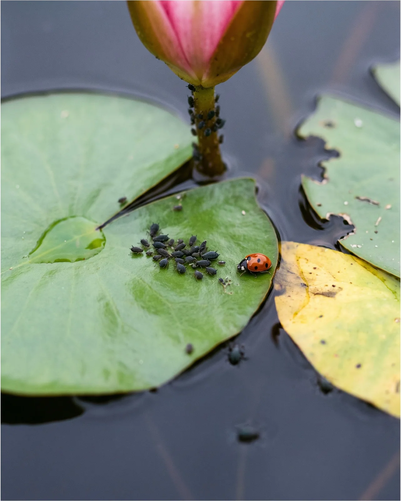Small dark aphids clustered on a water lily pad and bud above the water with a chewed pad edge nearby