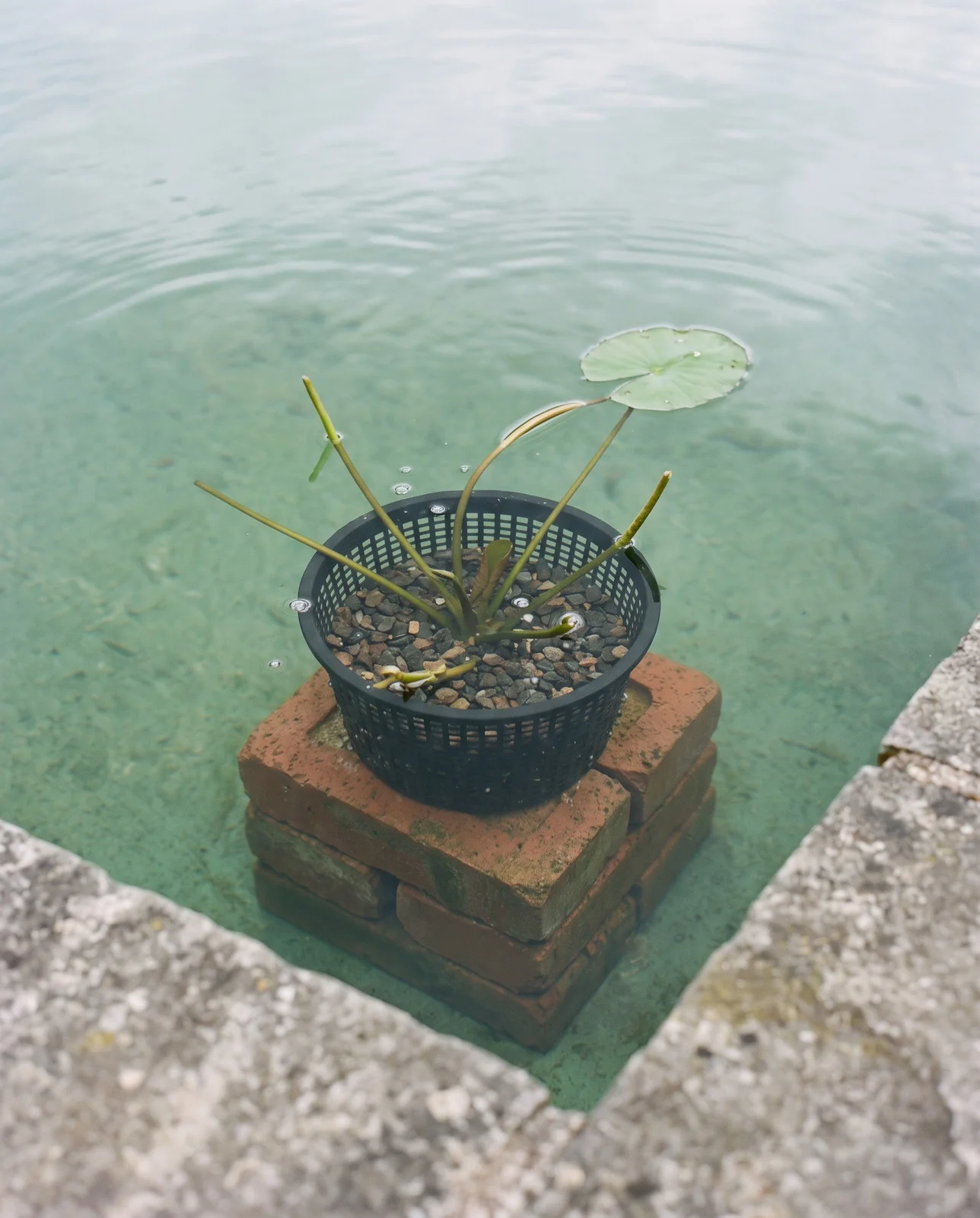 A planting basket of water lily seen through clear pond water sitting on a stack of bricks at the right depth