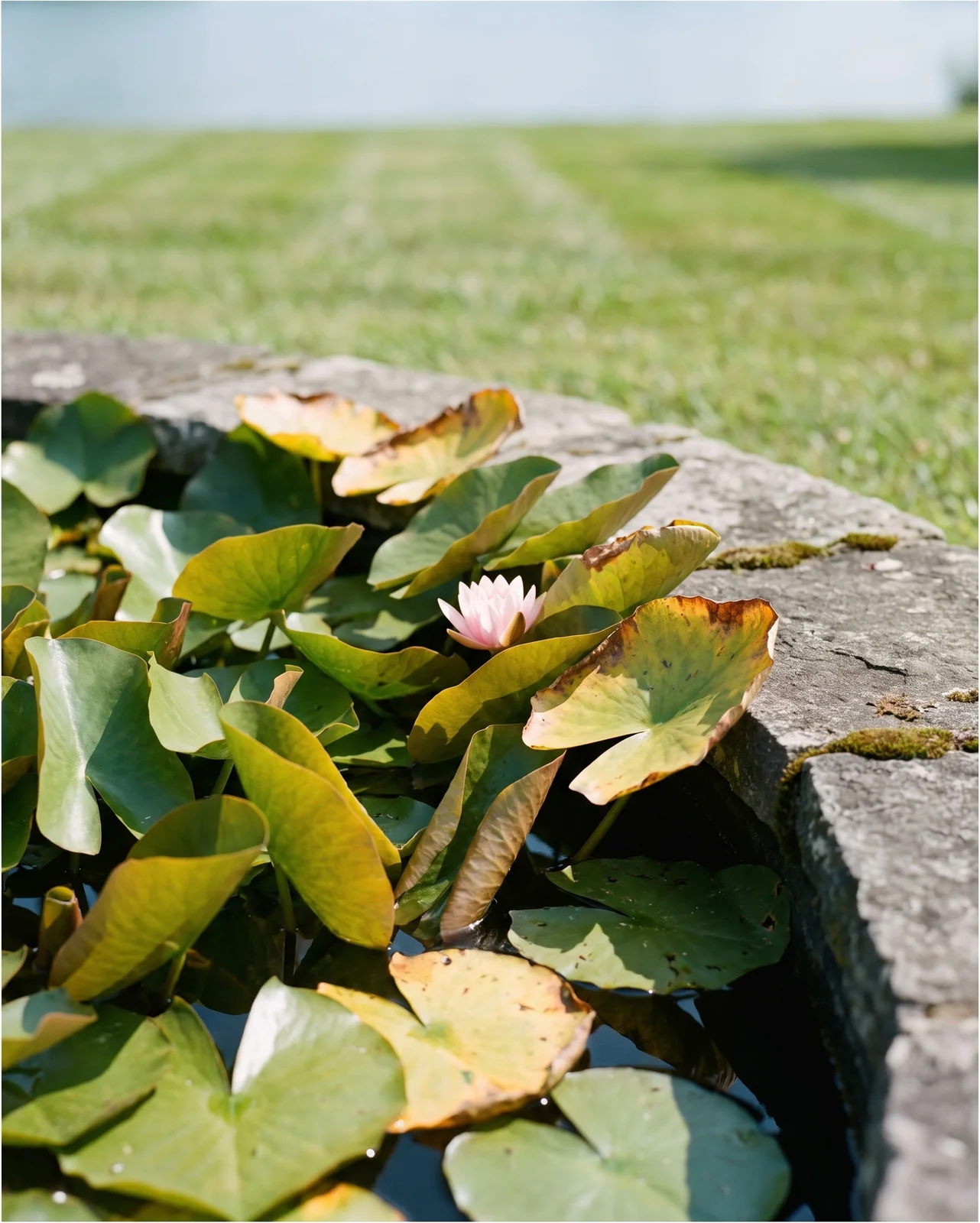 Water lily pads pushed up out of the water and standing on edge in a crowded corner of a pond