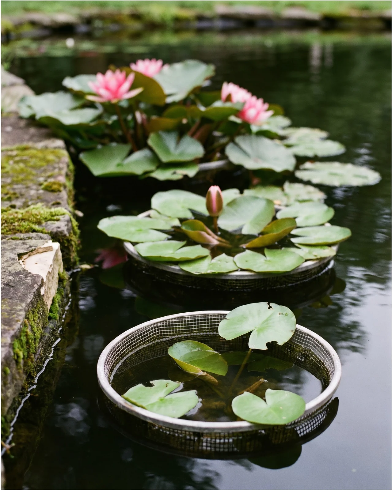 Three stages of a water lily in one pond: first small pads, a basket with pads and a bud, and a plant in full bloom