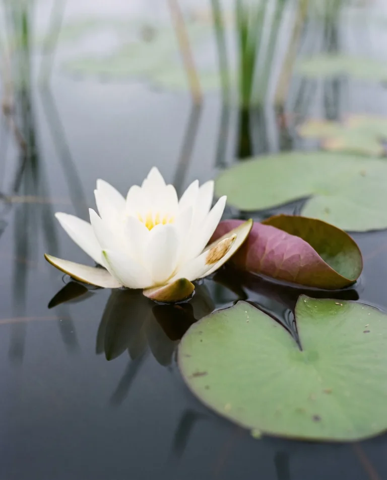 Wild fragrant white water lily close up with a white flower and a round pad with a red underside turned up