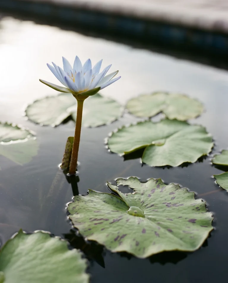 A tropical water lily close up with a star-shaped blue flower on a stem above the water and wavy-edged pads