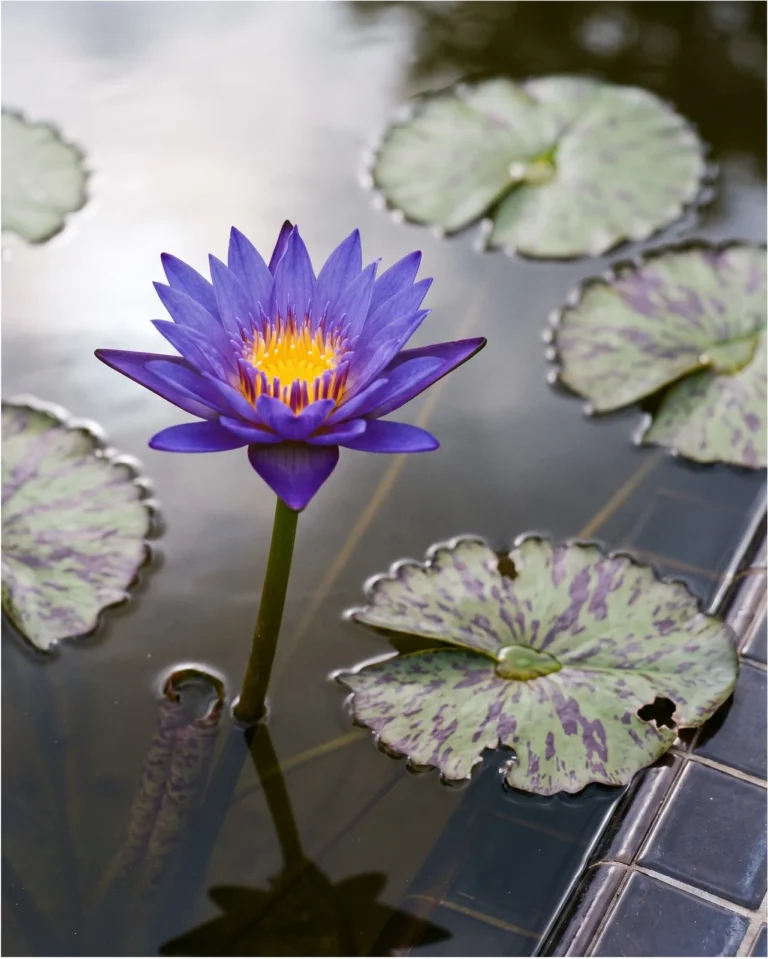 Director George T. Moore tropical water lily with a deep violet-blue star flower held above mottled pads