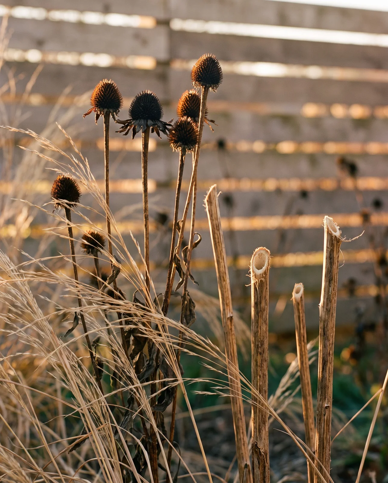 Standing coneflower seed heads and trimmed hollow stems in late afternoon light