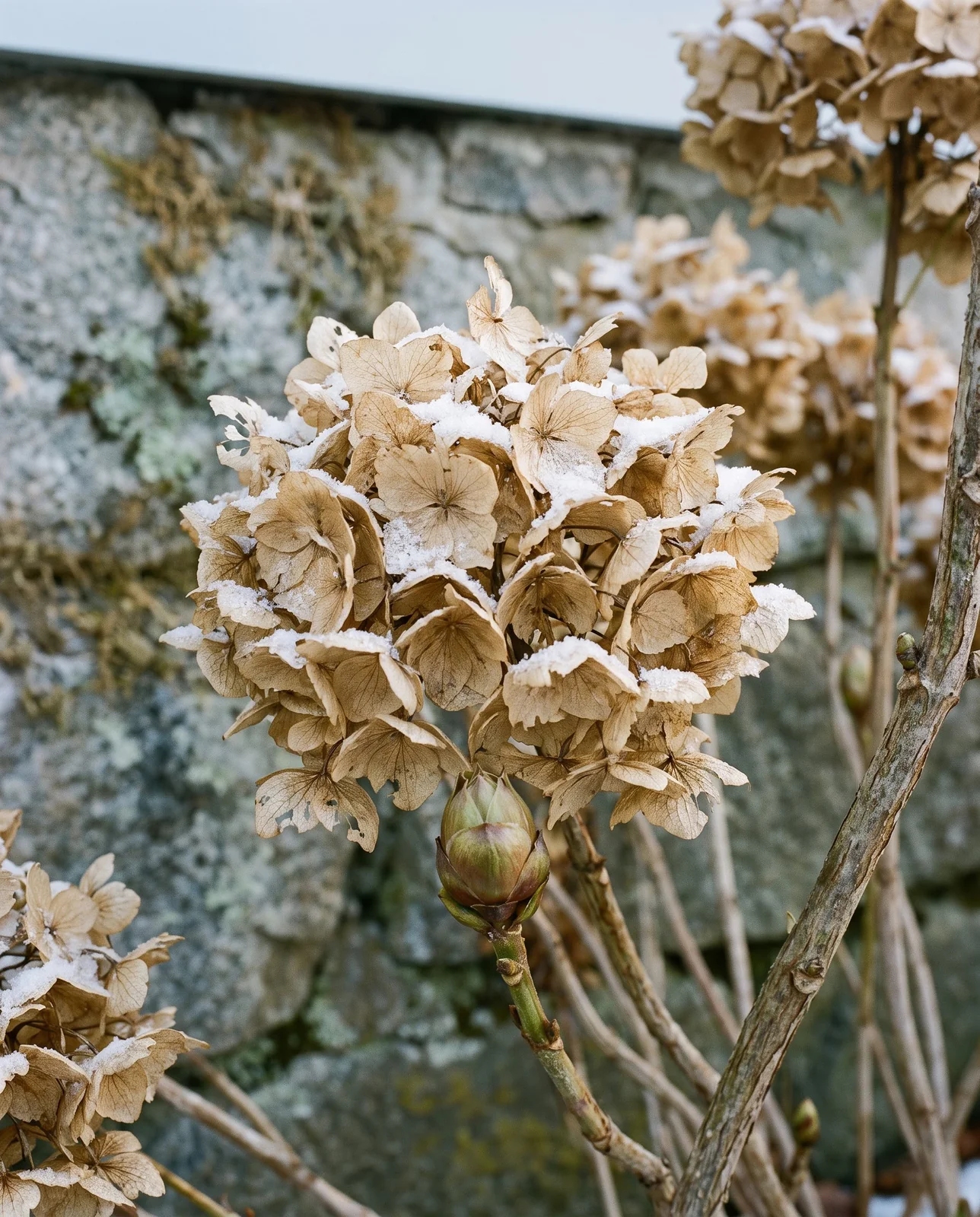 Dried hydrangea mophead bloom dusted with light snow beside stone wall