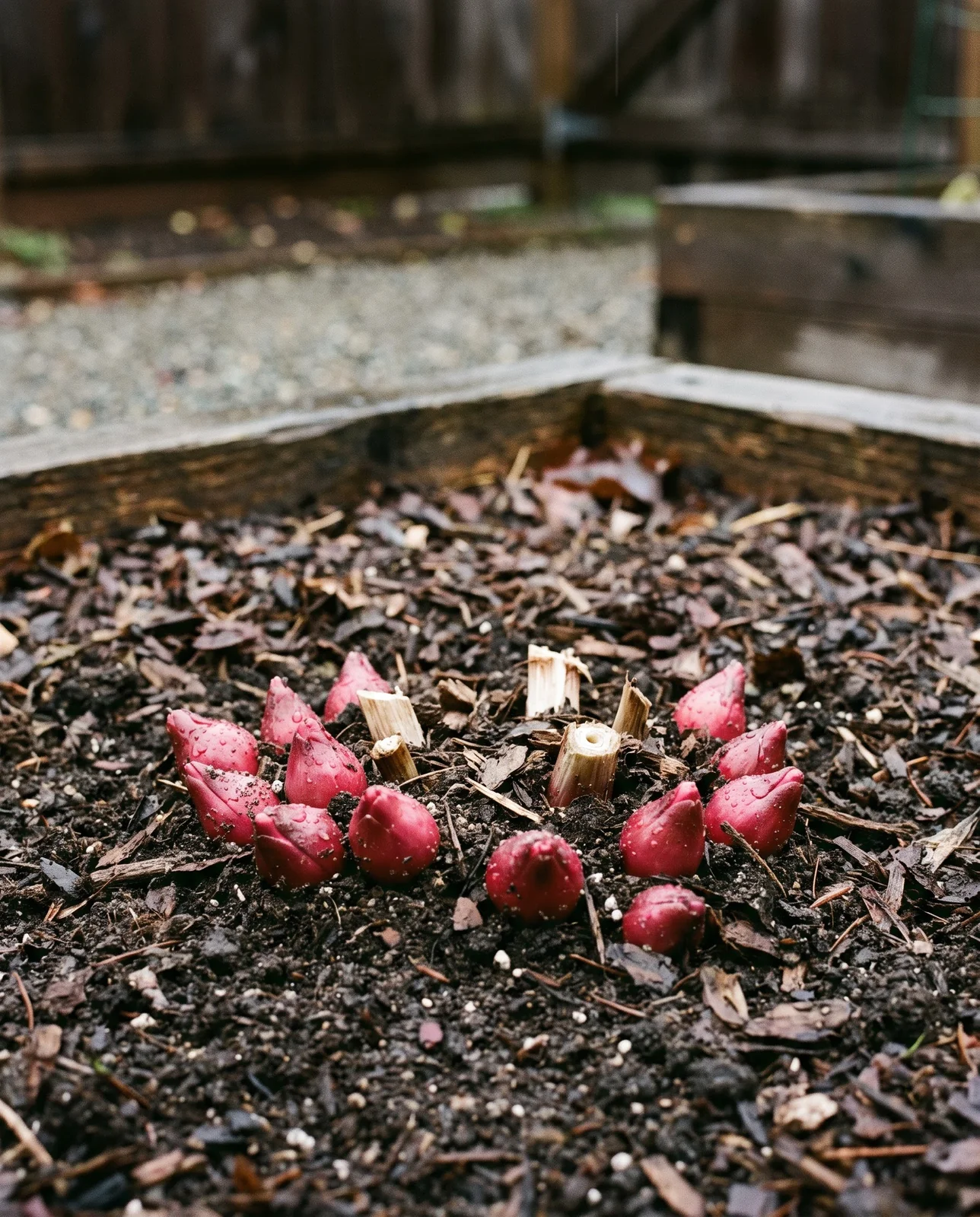 Pink dormant peony crown eyes at soil level after the fall cutback
