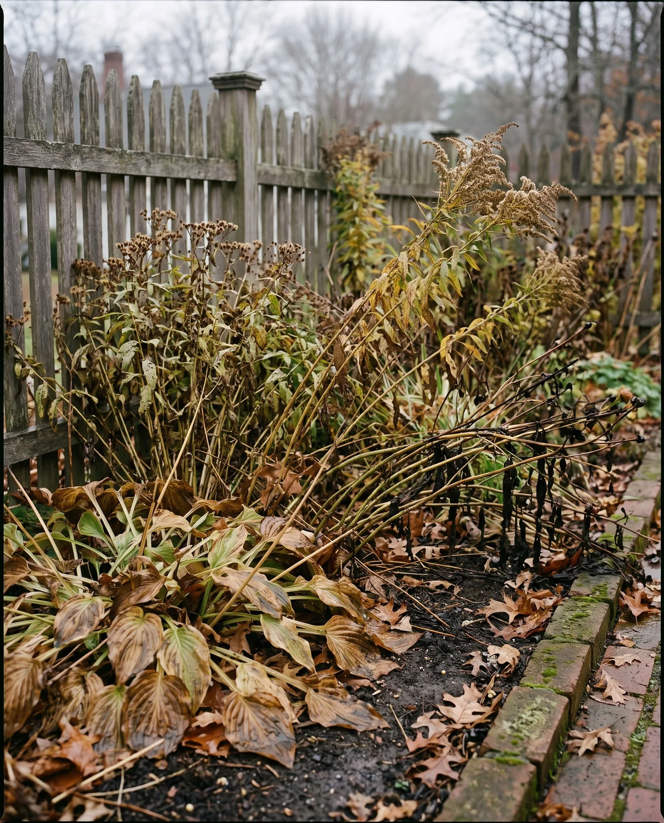 Overgrown cottage garden bed with collapsed brown foliage before autumn cutback