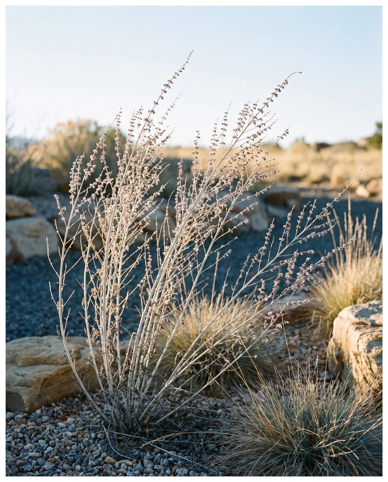 Silvery uncut Russian sage stems standing in sunny gravel garden border