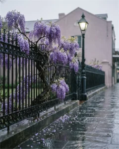 wisteria gallery iron fence rain