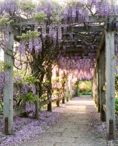 wisteria gallery pergola tunnel
