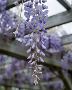 wisteria gallery raceme dew