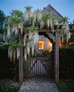 wisteria gallery white arbor dusk