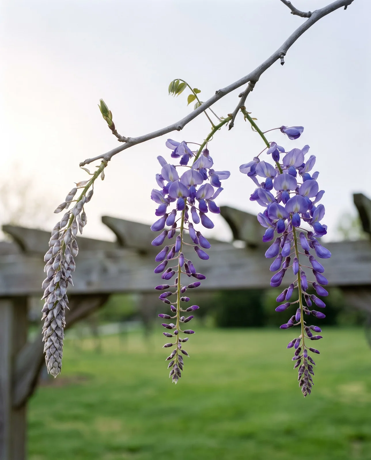 Wisteria racemes at three stages from tight buds to full bloom hanging from one branch