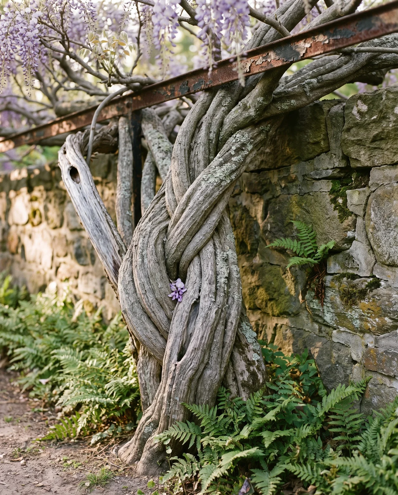 Century-old wisteria trunk thick as a tree braided against a stone wall with racemes above