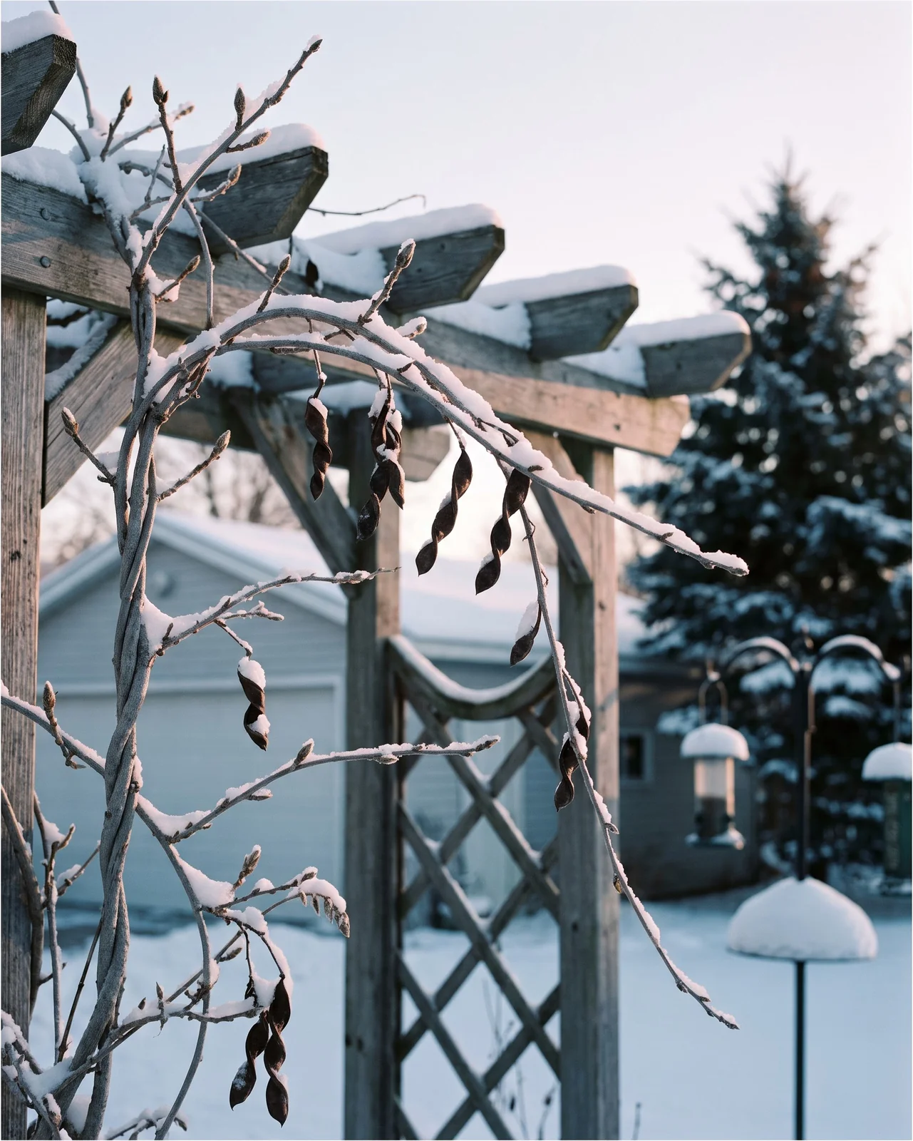 A dormant wisteria vine on an arbor under fresh snow in a northern garden at sunrise