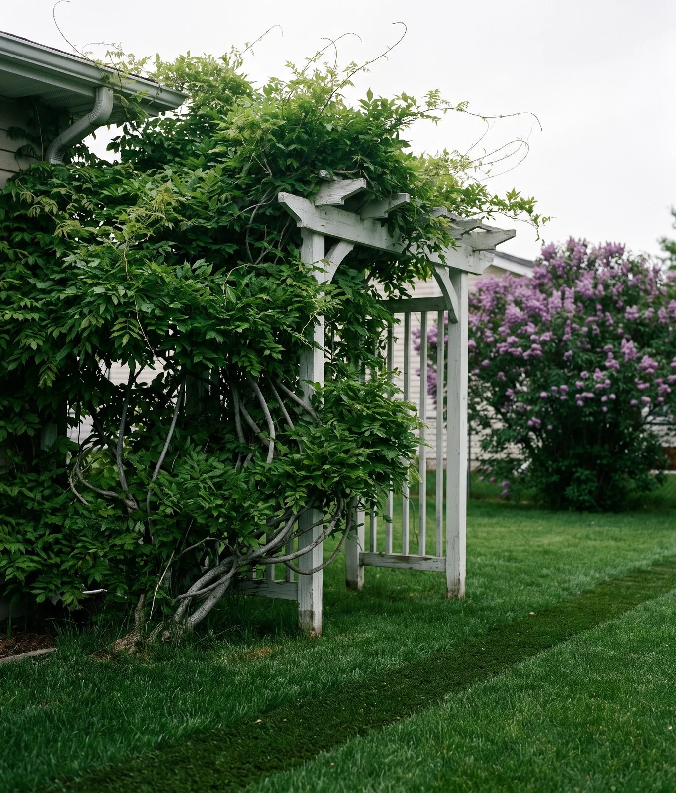A big healthy wisteria vine covering an arbor in dense green leaves with no flowers in mid-May