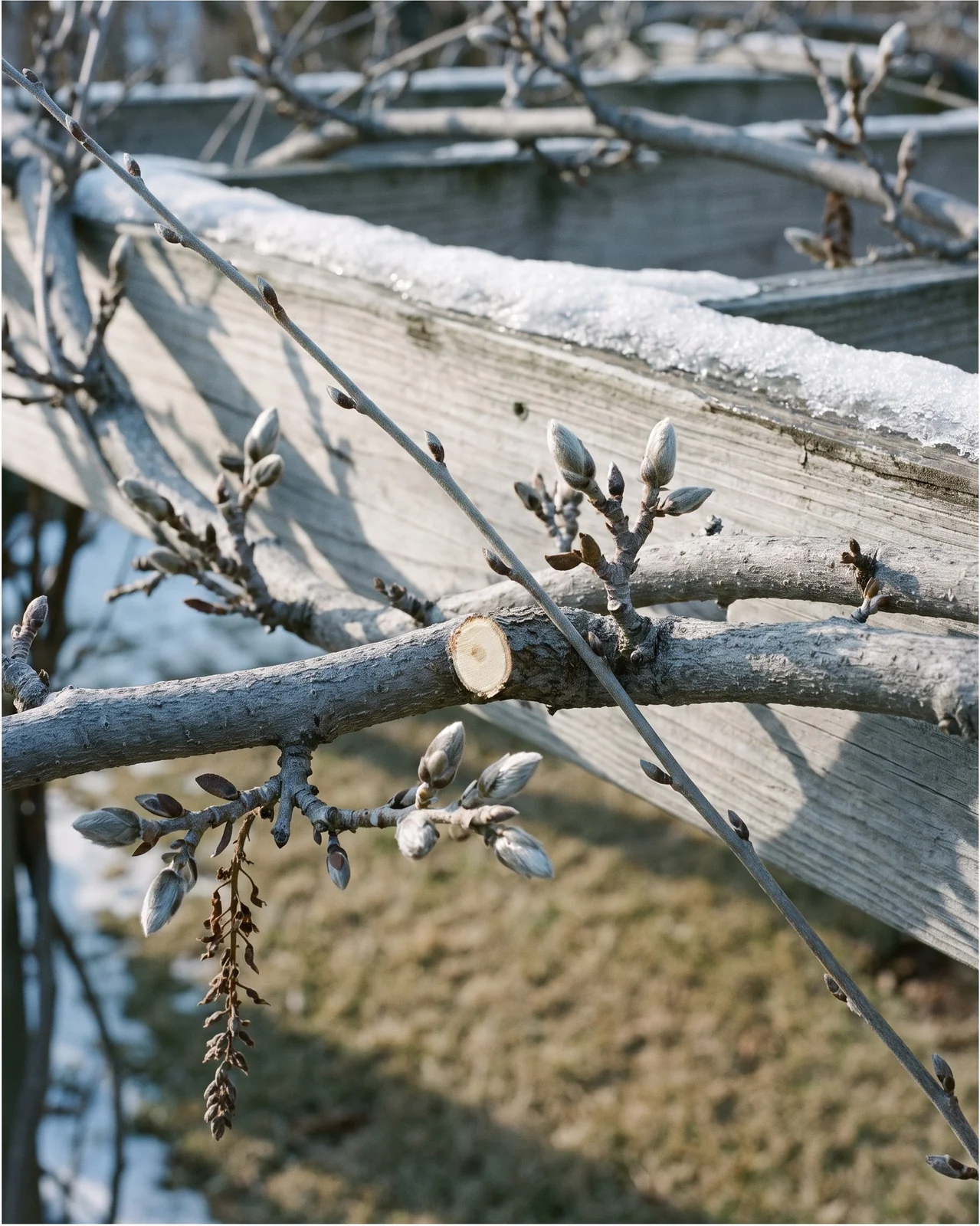 Bare wisteria framework in late winter with short flowering spurs and fat flower buds along the branches