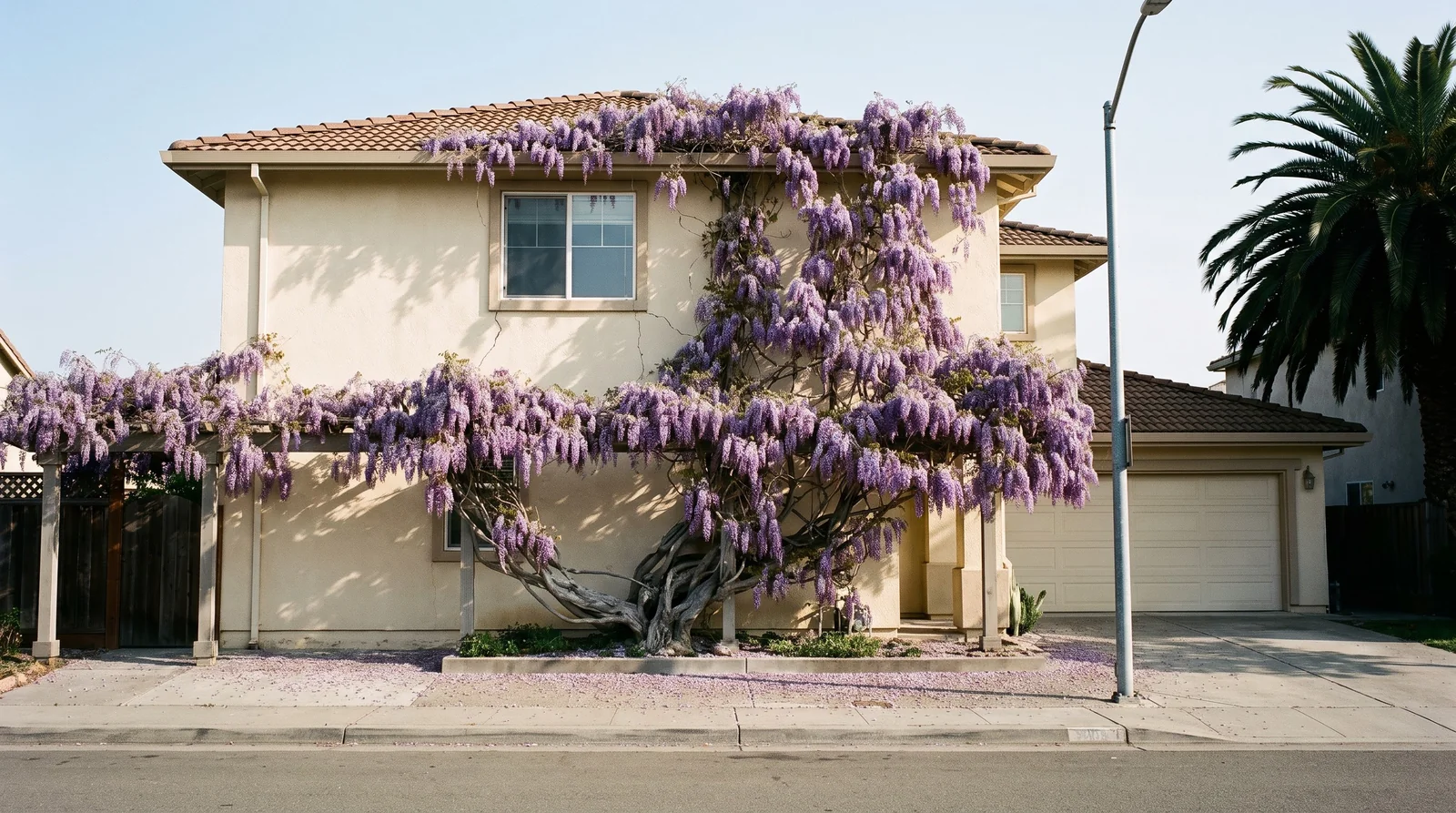Wide view of a wisteria covering the entire side of a two-story house in full bloom