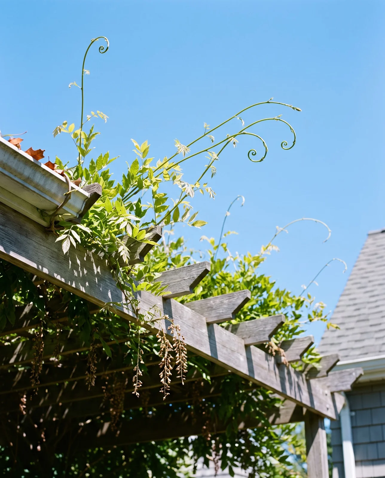 Long whippy green wisteria shoots reaching above a pergola in July sun against a blue sky