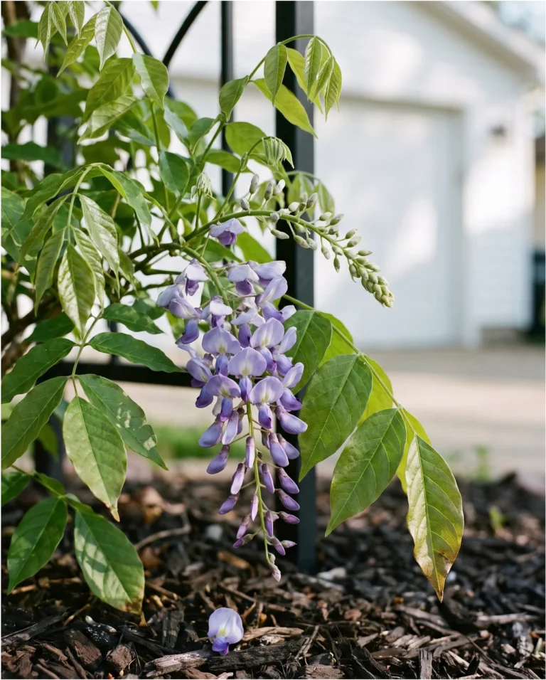 Kentucky wisteria raceme of medium length among leaves with a second flush of buds in June