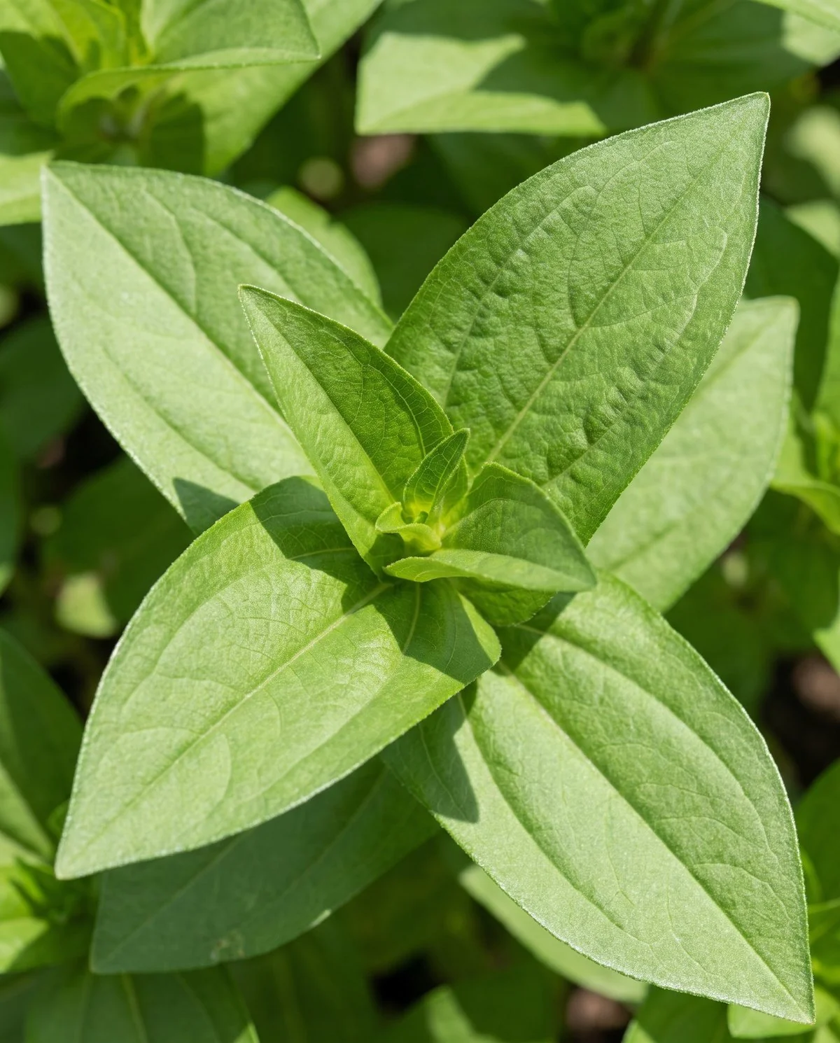 Healthy zinnia foliage with intact leaf margins, no holes and no skeletonised areas