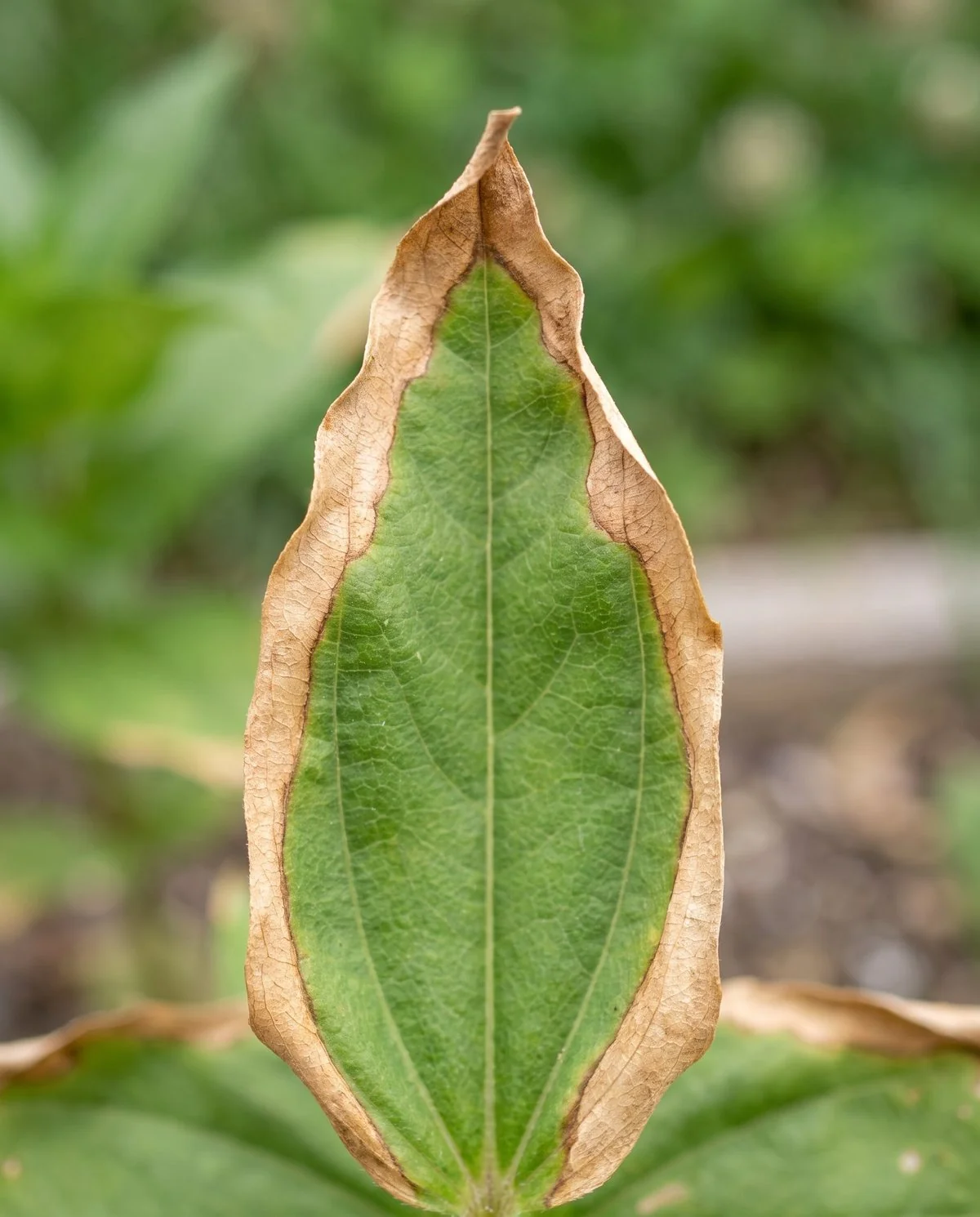 A zinnia leaf scorched uniformly along its tip and edges to dry pale brown while the centre stays green