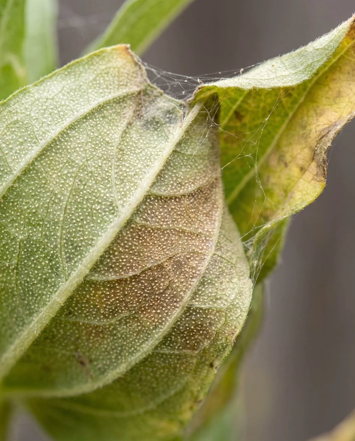 A zinnia leaf underside covered in fine pale stippling turning bronze, with faint webbing across the veins