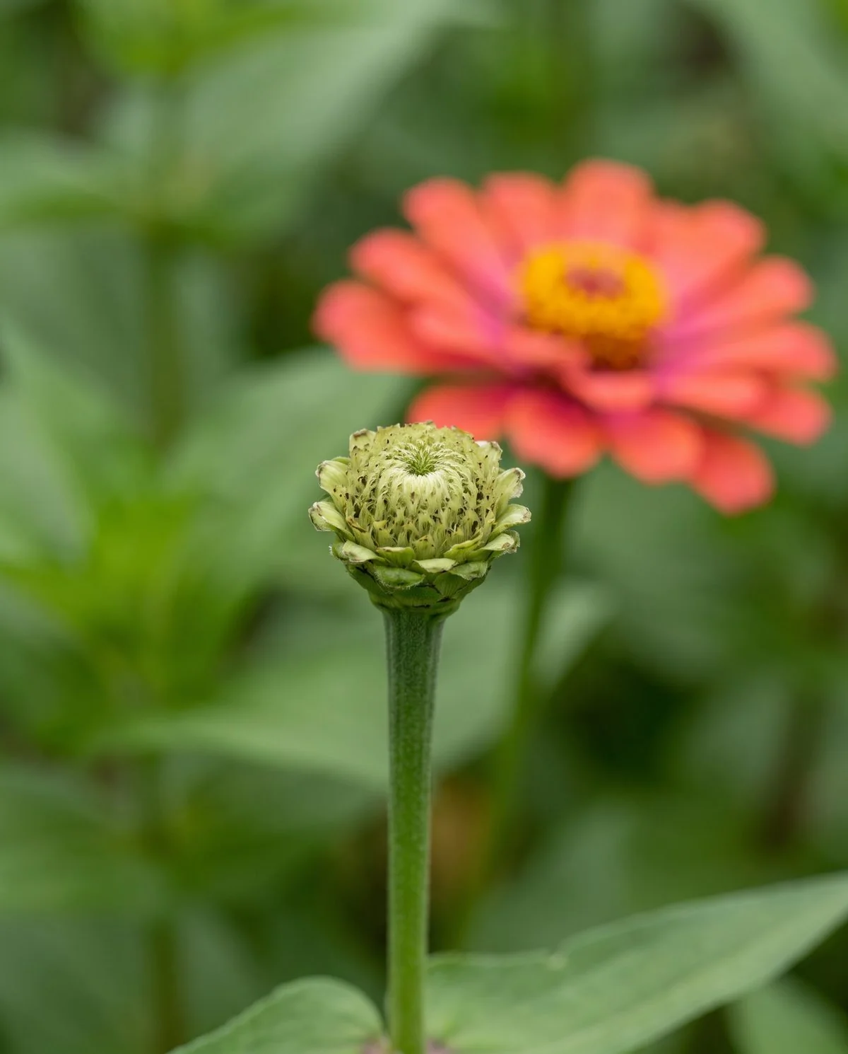 A spent Zahara bloom that has dropped its petals cleanly, leaving a plain undamaged green disk and calyx
