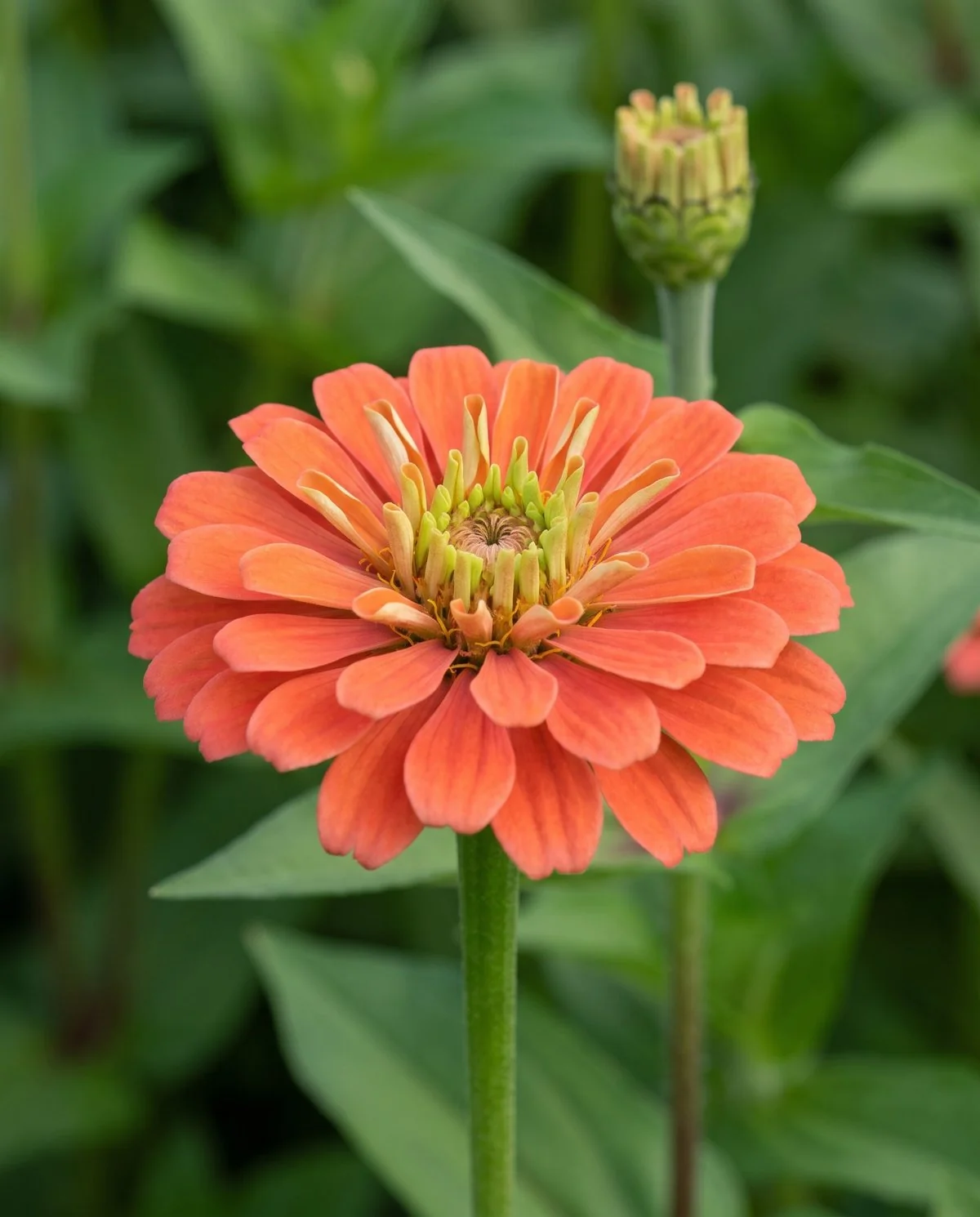 A zinnia at harvest stage with at least two full rows of outer petals expanded and a stiff upper stem