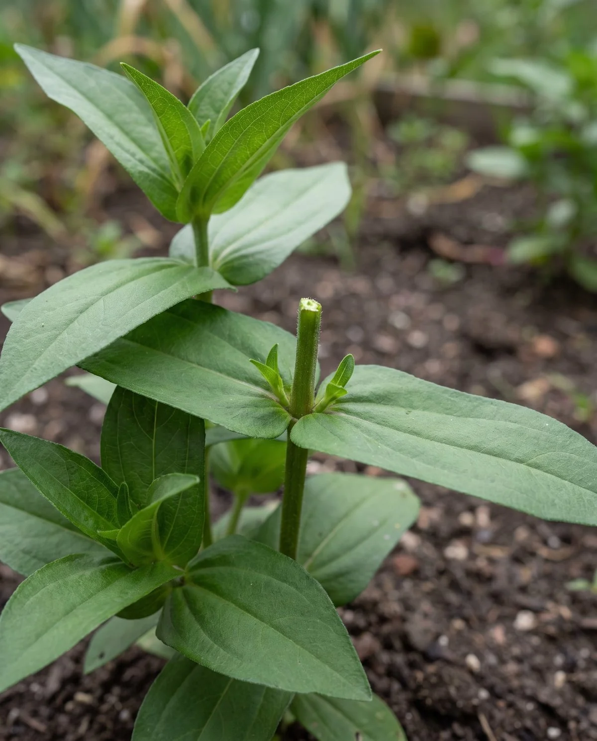 A young zinnia about ten inches tall with its growing tip removed just above a leaf pair, and side shoots already breaking below