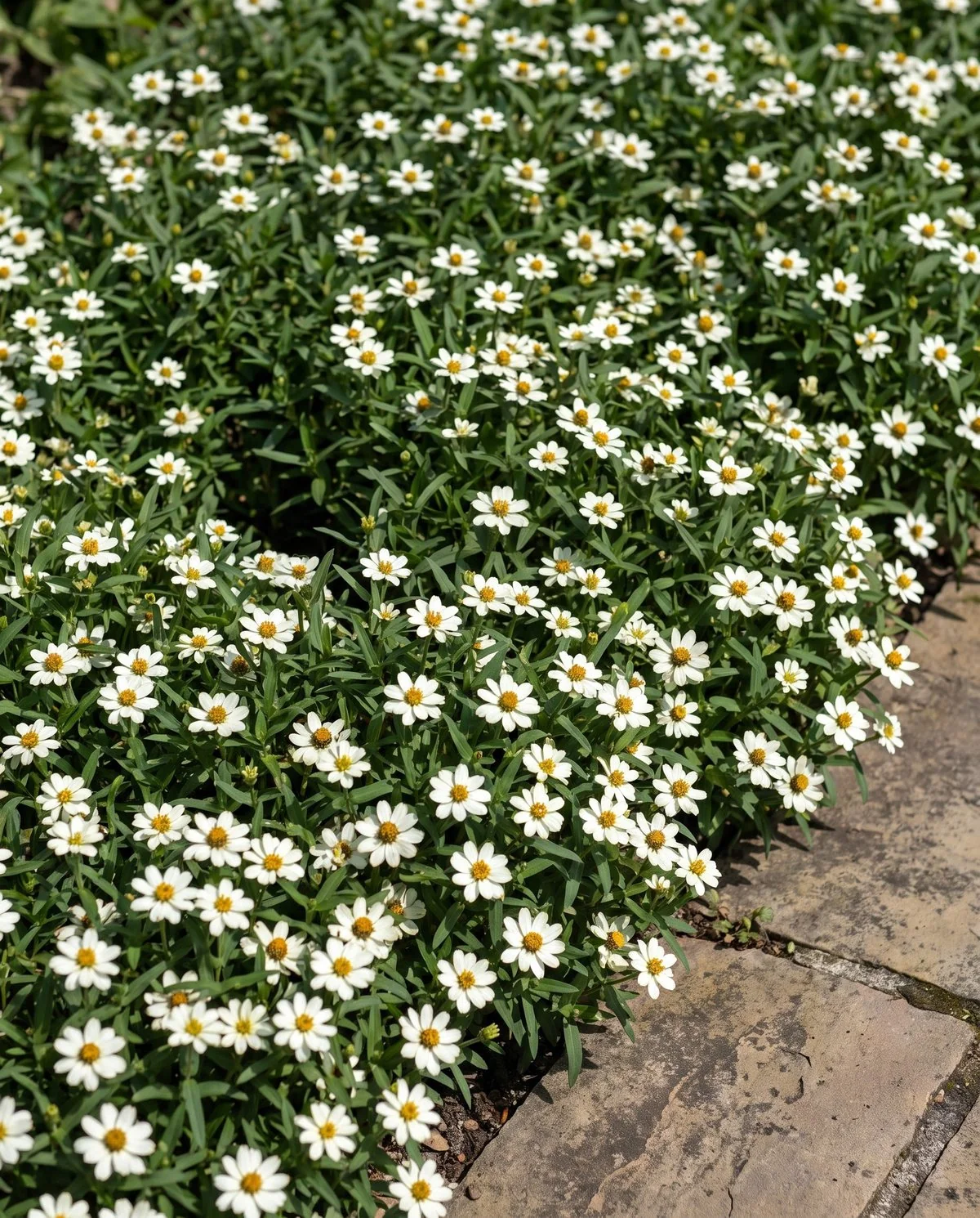 Low Crystal series narrowleaf zinnias forming a dense mat of small single white flowers with narrow clean leaves