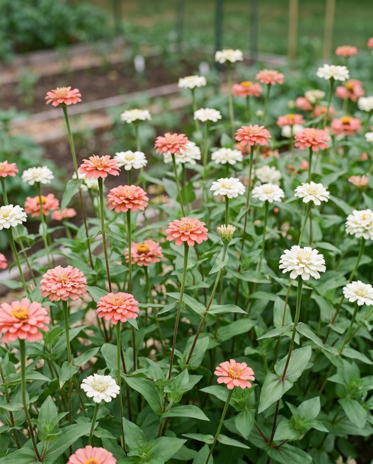 Oklahoma series zinnias with smaller neat semi-double blooms in salmon and white on long wiry stems