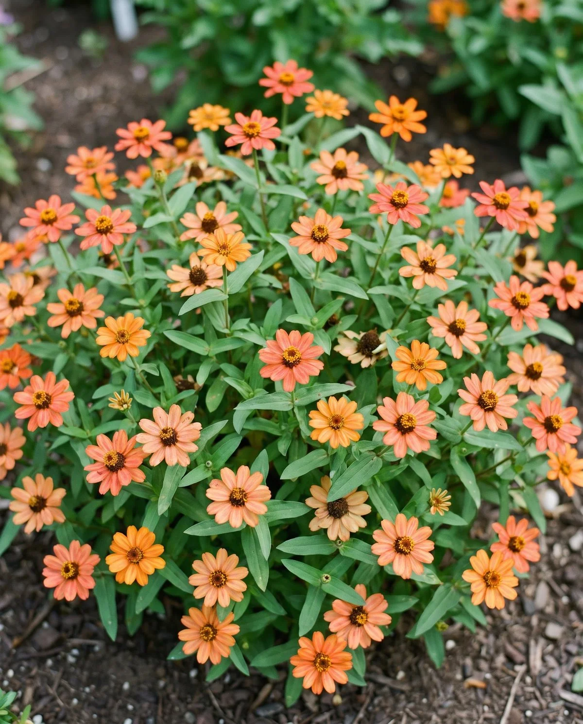A wide low Profusion zinnia mound in coral and orange singles spreading much broader than it is tall