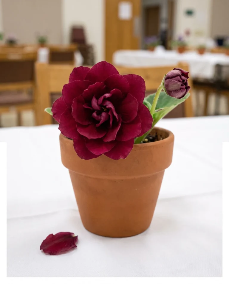 A fully double African violet flower with ten or more layered petals hiding its stamens, photographed close on an Illinois show table
