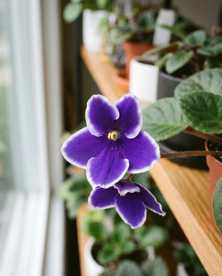 A Geneva-edge African violet flower with a thin band of white along each petal's margin, photographed on a Missouri collector's shelf