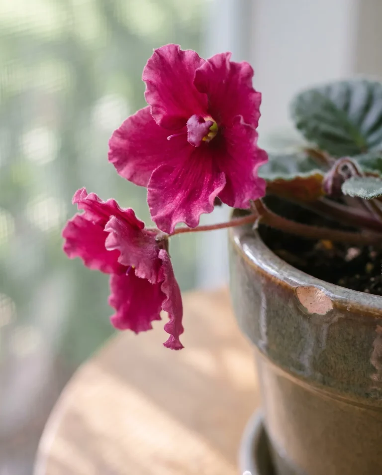 A ruffled African violet flower with wavy, fringed petal edges, photographed on a South Carolina porch table in soft afternoon light