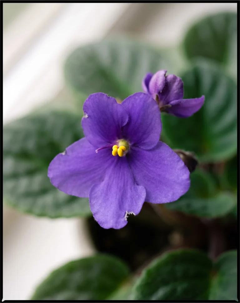 Macro of a single-form African violet flower with one row of five petals and yellow stamens, photographed on a Virginia windowsill