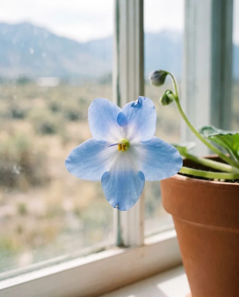A star-shaped African violet flower with evenly pointed petals, photographed on a Utah windowsill in bright indirect light