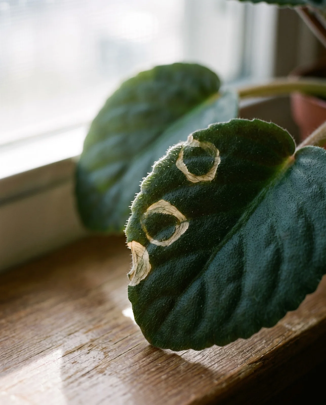 Macro of an African violet leaf marked with pale, light-colored ring spots where cold water once touched its velvet surface