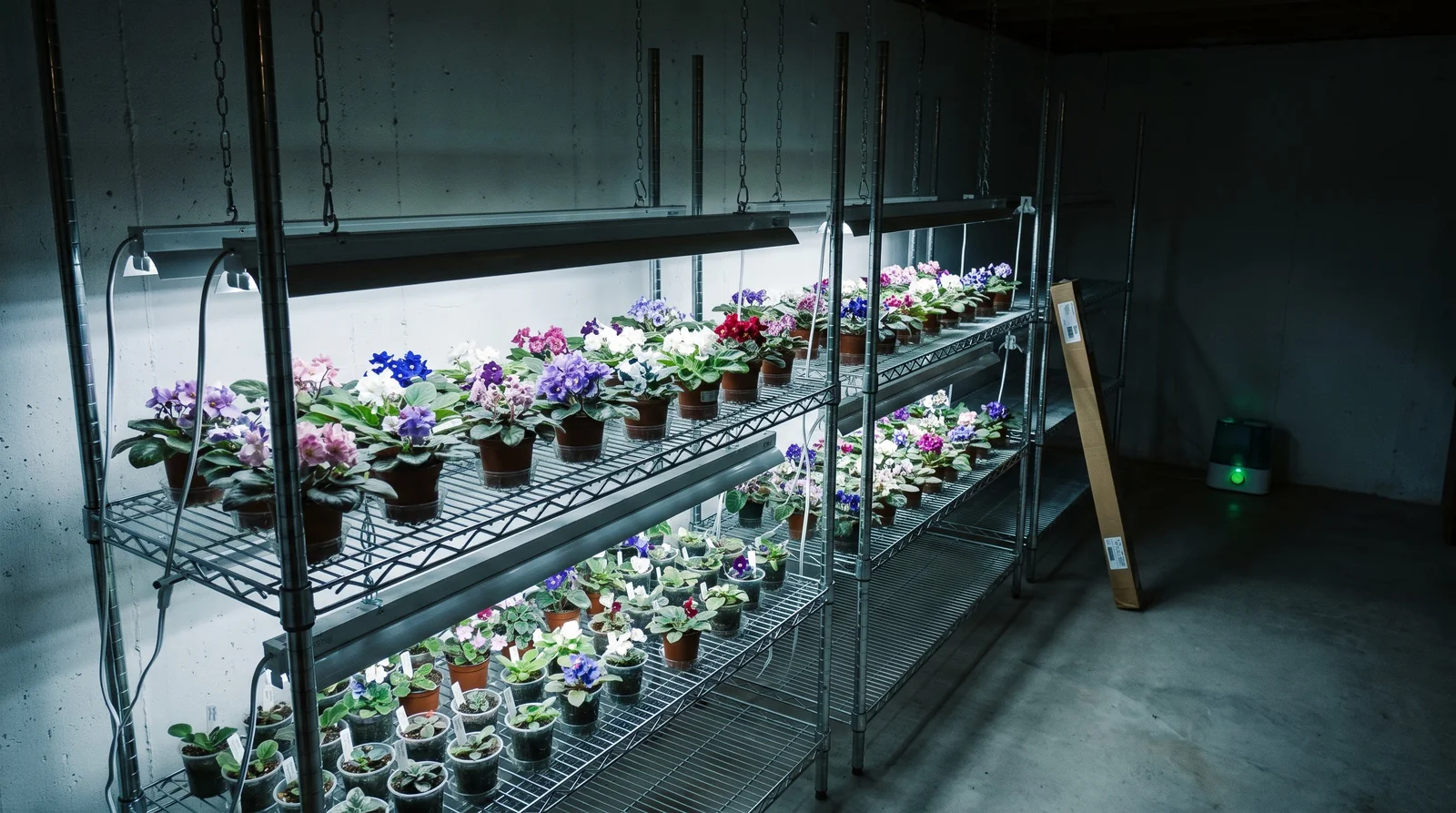 A wide view of a hobbyist's basement grow-light rack in Colorado holding dozens of African violets on tiered shelves under rows of fluorescent tubes