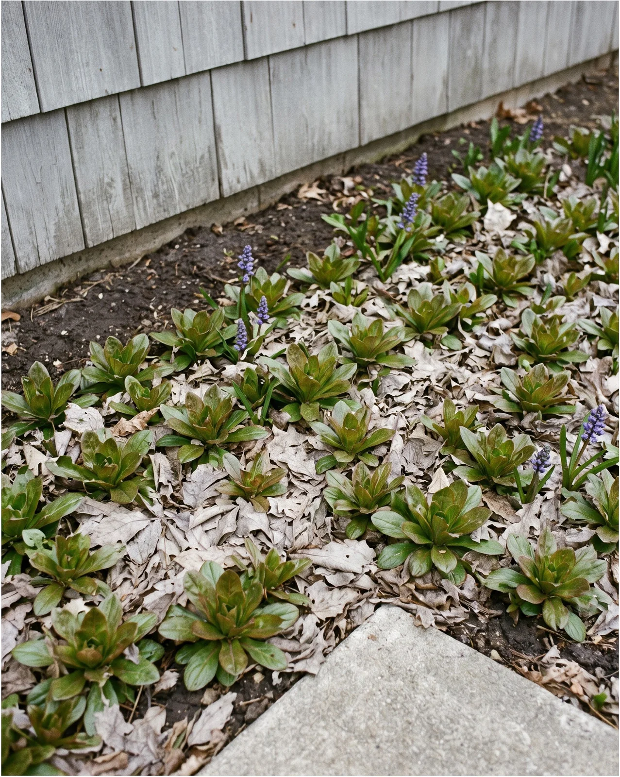 The same bed six weeks later, fresh green rosettes pushing from every crown through the flattened tan mat