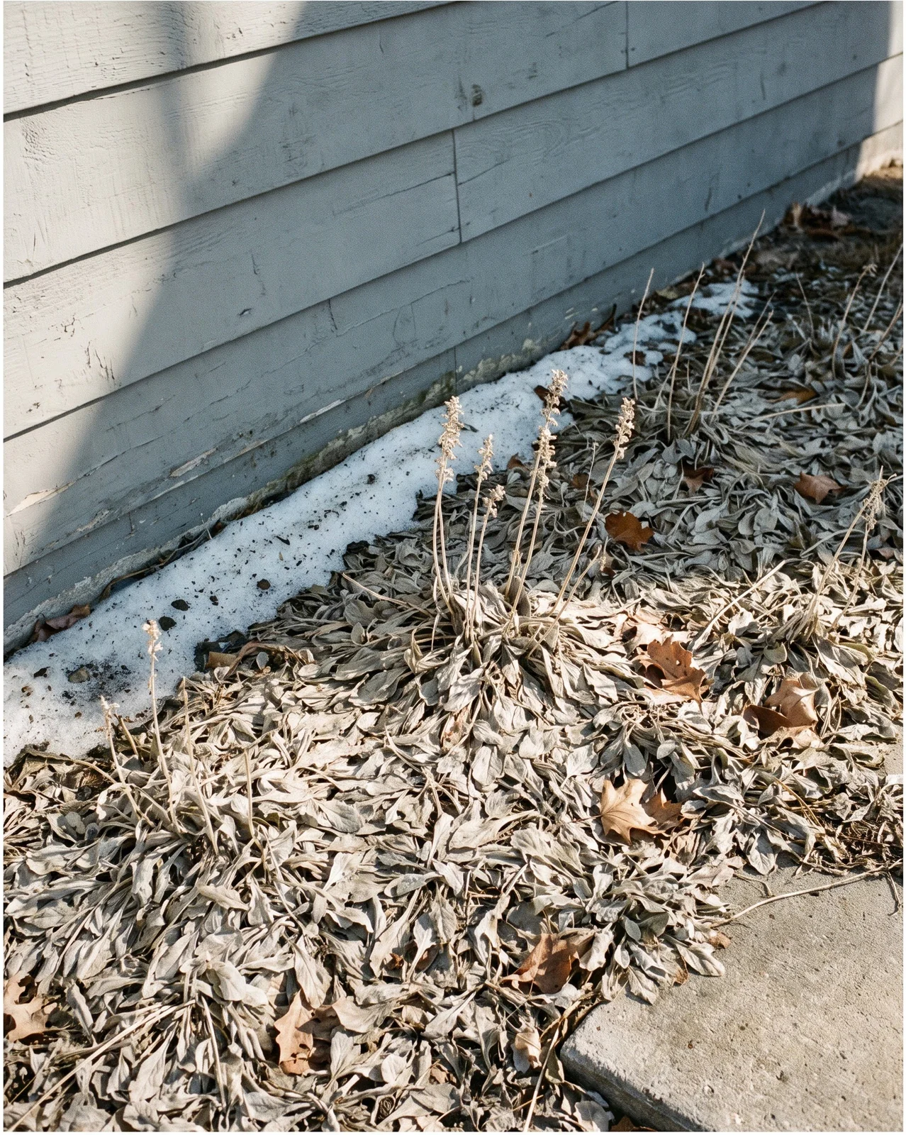 A whole ajuga planting flattened and uniformly grey-tan in March along a shiplap garage wall, with old snow at its foot